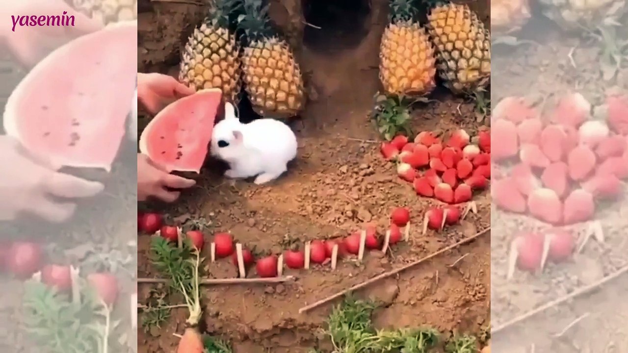 Sevimli tavşanın karpuz yiyişi izleyenlere tebessüm ettirdi