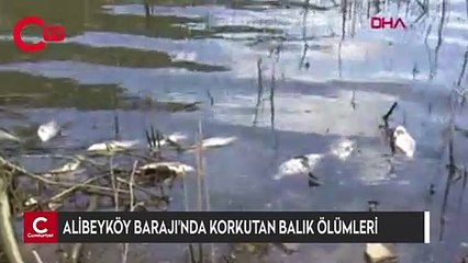 Alibeyköy Barajı'nda korkutan balık ölümleri