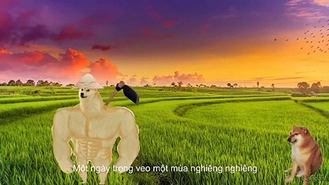 Remix Shiba ( Cre : Page này là của 1 con shiba ngu )