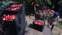 BURSA - Türkiye'nin yaş meyve sebze ihracatında artış eğilimi sürüyor