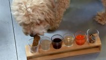 Un bar à Londres propose des cocktails pour les  chiens et leurs maîtres