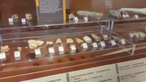 2 milyon yıllık Güney Fili fosilleri Doğa Tarih Müzesi'nde sergileniyor