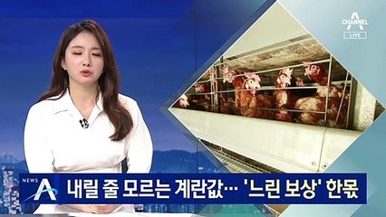 내려올 줄 모르는 계란값, 왜?…‘느린 보상’ 한몫