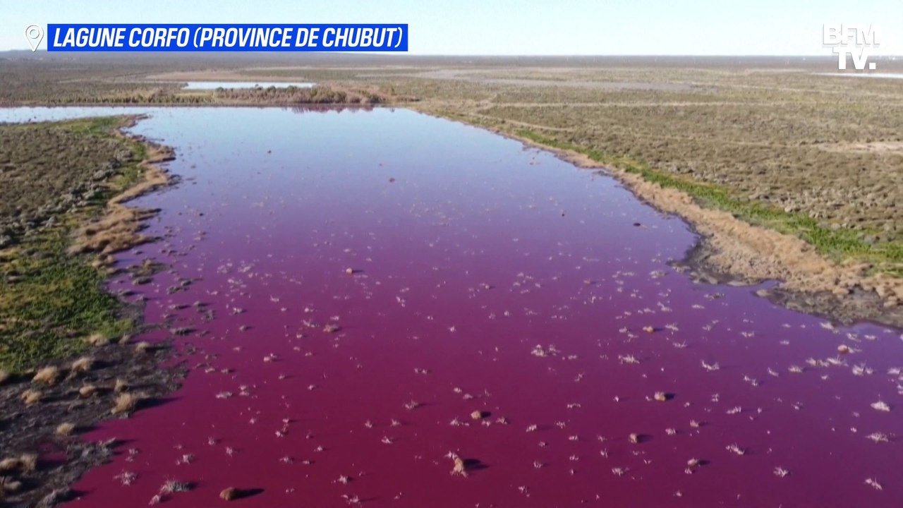Une lagune en Patagonie argentine vire au rose à cause de la pollution