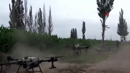 - Çin'de mısır hasadında 'drone' dönemi