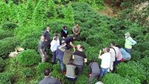 RİZE - Tarım ve Orman Bakanı Bekir Pakdemirli, Rize'de çay topladı