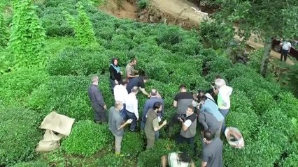 Tarım ve Orman Bakanı Bekir Pakdemirli, Rize'de çay topladı