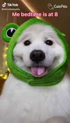 CUTE ANIMALS COMPILATION FROM TIKTOK  Cutest Animals On TikTok #12