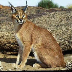 MAGIC ரகசியம்||தமிழ்||video||