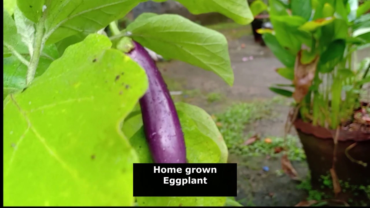 How to make Spicy Masala Eggplant fry