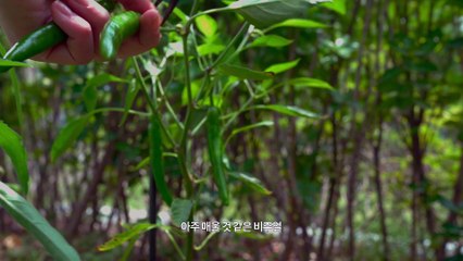 A vlog that eat well even in summer (ft. puppies) Seoritae bean noodles.