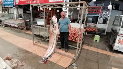 Son dakika: Baraj gölünde 3 metrelik yayın balığı yakaladı