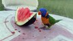 Yellow indian Ringneck Parrot Eating Watermelon- compressed