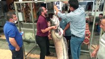 KAHRAMANMAŞ - Baraj göletinde 130 kilogramlık yayın balığı yakalandı