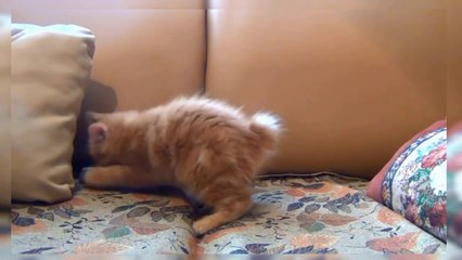 Cats Are Crazy Funny And Cute Cat Videos #short 2