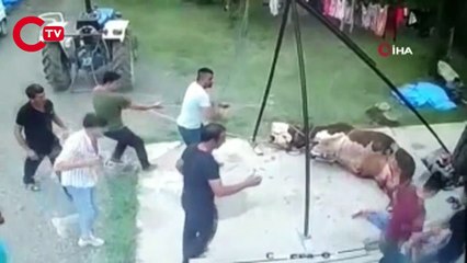 Kurbanlık boğanın boynuzladığı yaşlı adam hayatını kaybetti O anlar kamerada