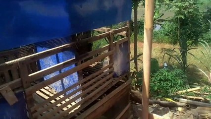 Bisnis Ternak budidaya maggot bsf