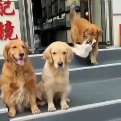 Üç köpeğin kedi ile pozuna büyük ilgi