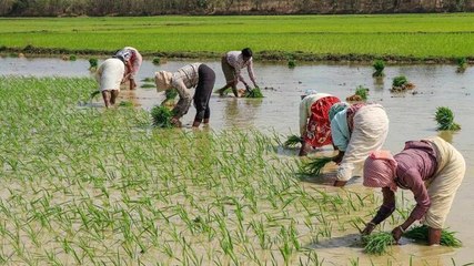 Watch: Big spike in production of wheat, paddy