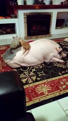 Rambunctious Kitties Play on a Pig