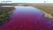Lagoon in Argentine Patagonia turns pink due to pollution
