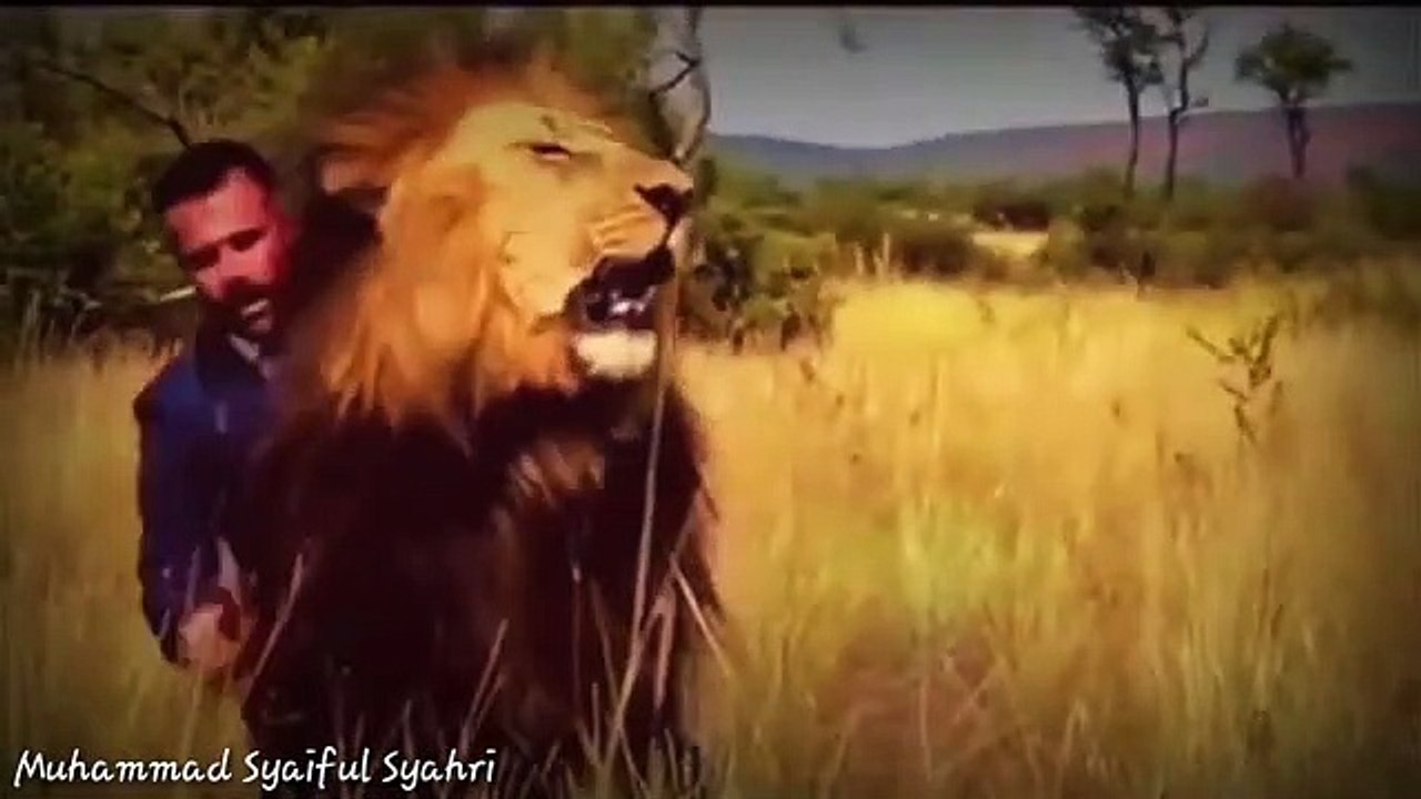 Momen pertemuan sang raja hutan dengan Tuan nya berpisah selama bertahun tahun