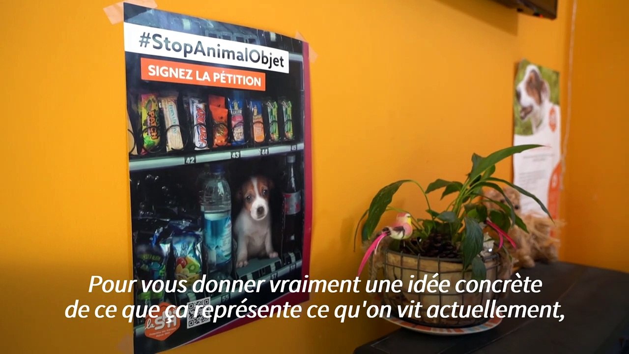 Les refuges pour animaux submergés par l'abandon massif de chats et chiens