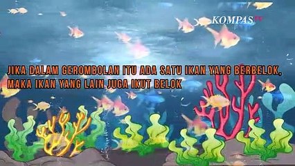 Apa itu School Fish?