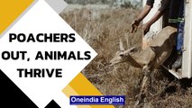 Mozambique: Animals re-populate a park that was almost cleaned by poachers | Oneindia News