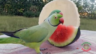 04.Indian Ringneck and Alexandrine Parrot Love Watermelon compressed