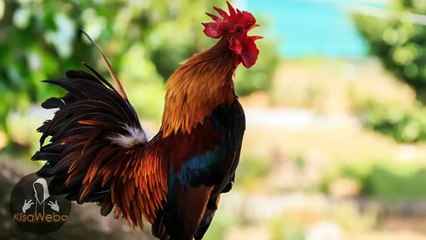 PERRITO DICE:  MAMA.     LOBO  SIBERIANO DICE:  TE AMO