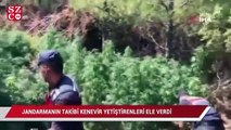 Jandarmanın takibi, kenevir yetiştirenleri ele verdi