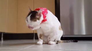 Cute and funny cats videos