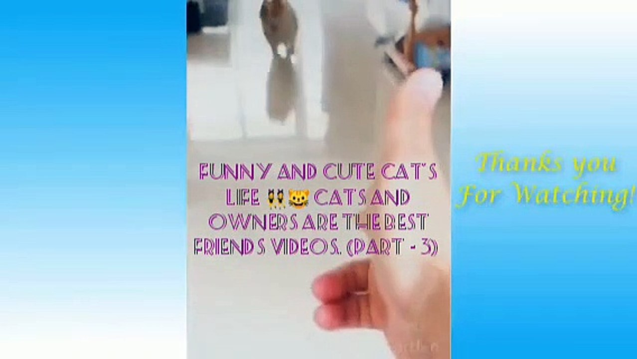 Funny and Cute Cat's Life  Cats and Owners are the best friends Videos