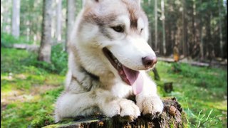 Cute and  funny dogs videos