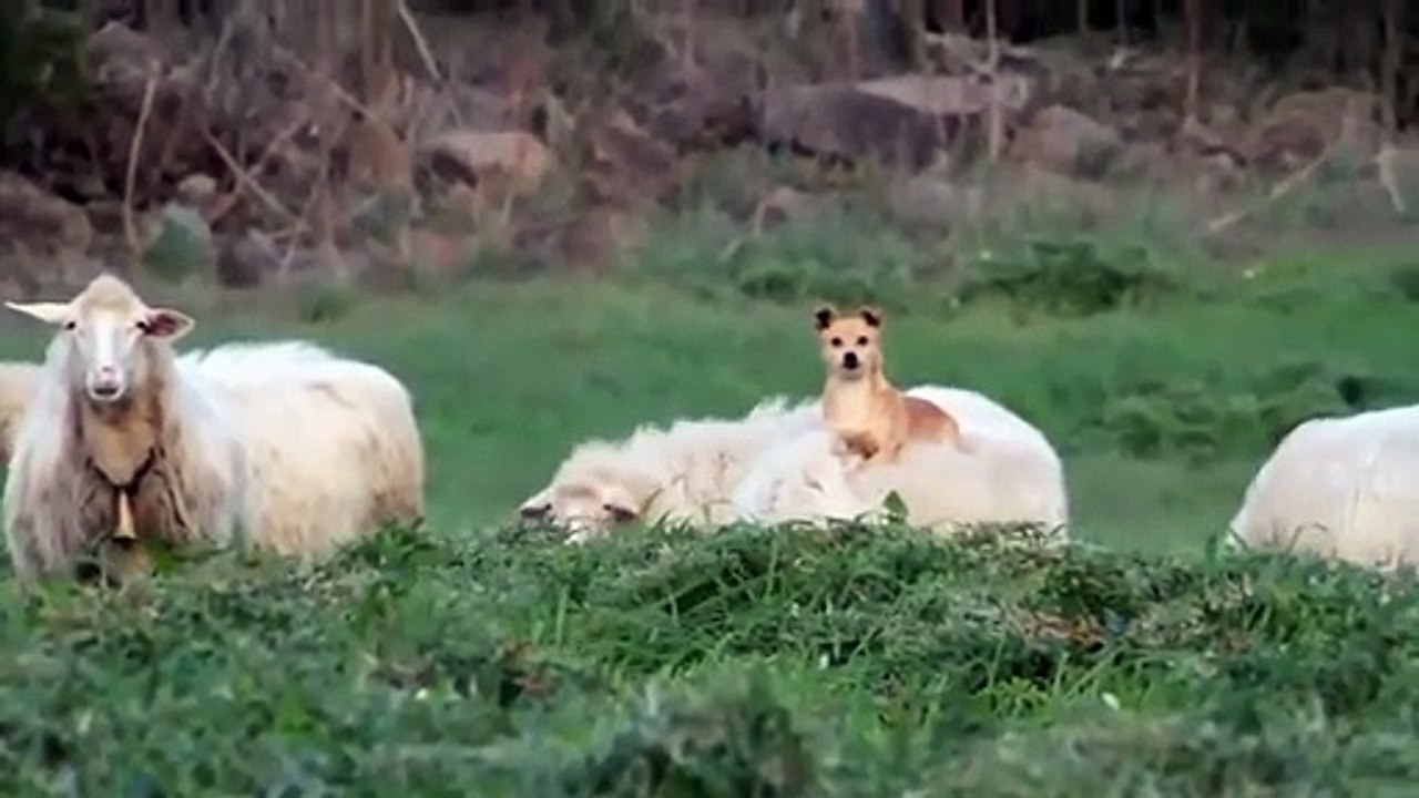 Le chien de berger le plus intelligent du monde... ou le plus flemmard