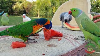 06.Super Cute And Amazing Parrots- compressed