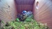 From empty nest to first egg in less than 8 minutes! - BlueTit nest box live camera highlights 2021