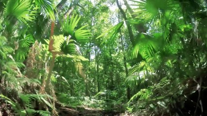 Most Dangerous Amazon Rainforest Mystery