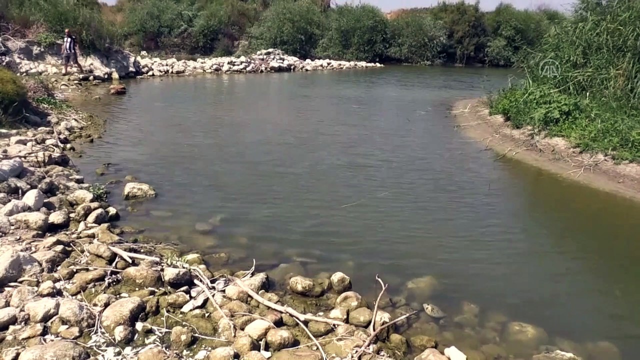 Asi Nehri'nde tedirgin eden balık ölümleri nedeniyle çalışma başlatıldı