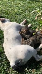 ANNELERİ ÖLEN KEDİLERE FRENC BULLDOG CİNSİ KÖPEK SÜTANNELİK YAPIYOR