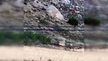 İlk defa ayı gören vatandaşlardan gülümseten tepki