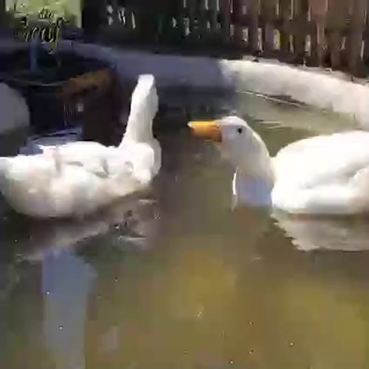 How To Make Duck Pond At Home Easy Way Tricks Make Duck Pool Small 
