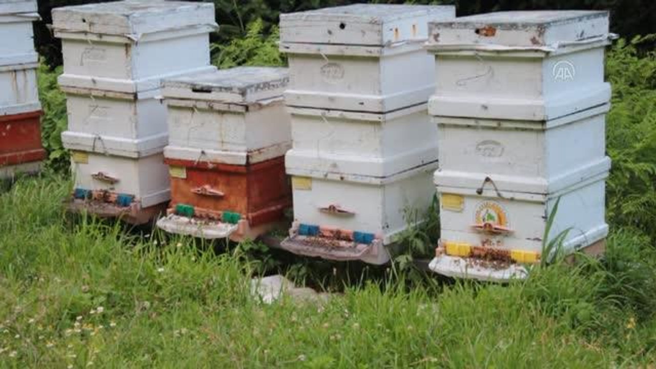 ZONGULDAK - Devlet desteğiyle işini büyüten genç arıcı kovan sayısını 30'dan 300'e çıkardı