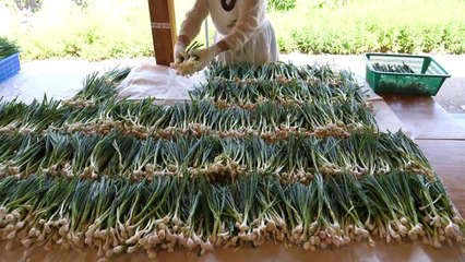 Welsh Onion Pancake (Pajeon) - Korean Street Food
