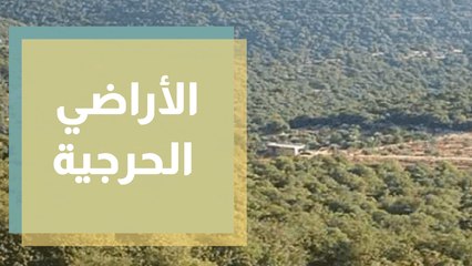 1% مساحة الأراضي الحرجية والاعتداء عليها مستمر ... الأسباب والحلول