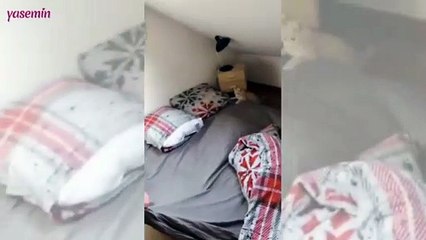 Kedinin çarşafla eğlenceli oyunu