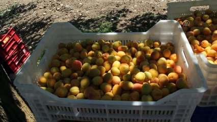 Malatya'dan Avrupa'ya organik kayısı ihracatı