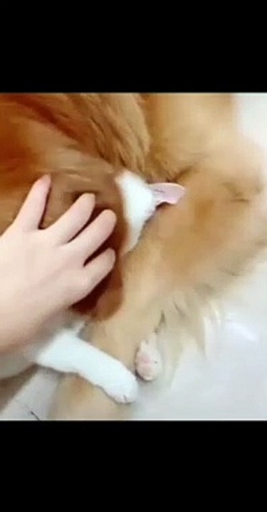 Best friends forever