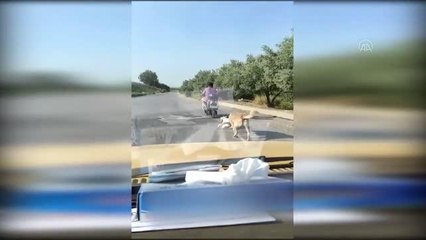 Elektrikli bisiklete bağlanıp sürüklenirken bulunan köpeğin tedavisi yapıldı